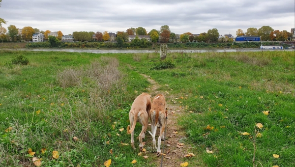 Neuigkeiten von Remi